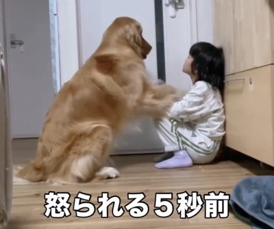 前足を上げる犬