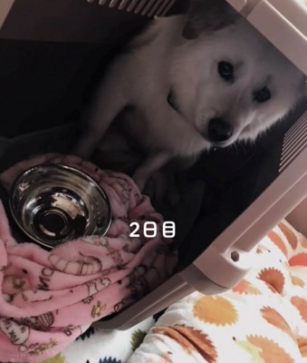 クレートの中で不安げに座る犬