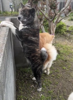 立ち上がって外を見る犬