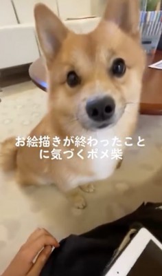 まっすぐな目