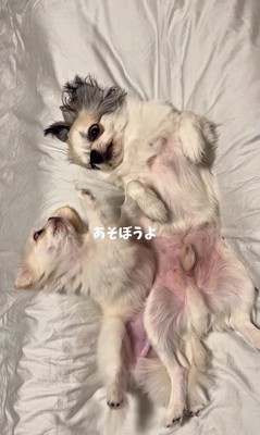 ぽてと君とお兄ちゃん犬