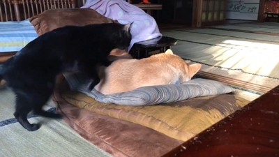 「ちょっと通るにゃ♪」