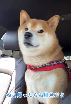 驚いたような表情の犬