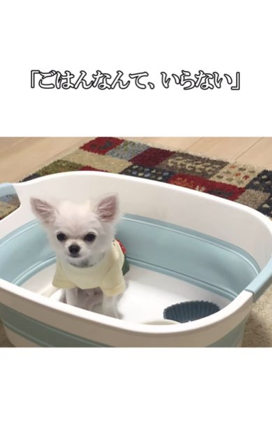 容器の中に座るチワワ