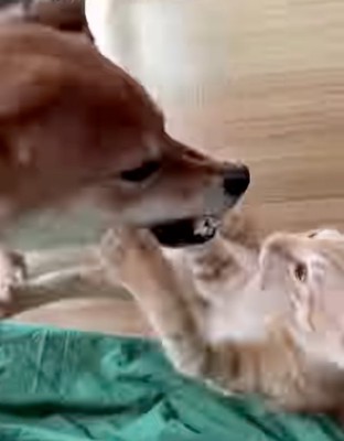 喧嘩する犬と子猫