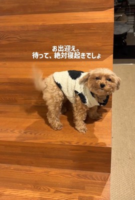 チャチャちゃんのお出迎え