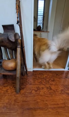 氷を追いかける大型犬