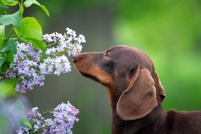 花のニオイを嗅ぐ犬