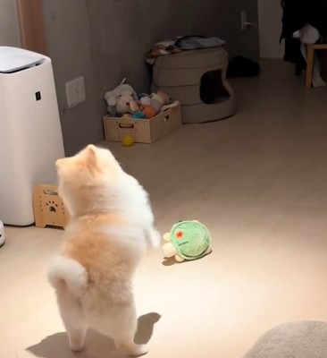 シュールなポポちゃん