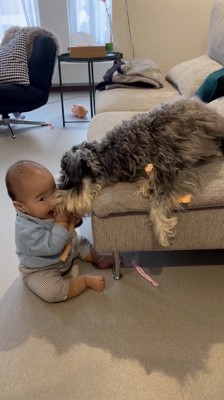 赤ちゃんのおもちゃを咥える犬と、カメラを見つめる赤ちゃん