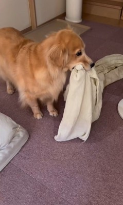 ご立腹のきなこちゃん