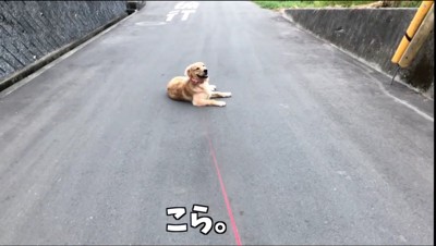 道の真ん中に寝そべる犬