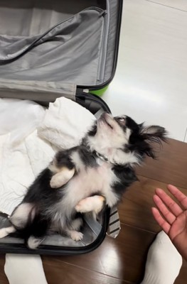 スーツケースに入っている小型犬