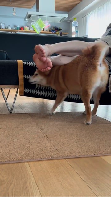 頭から飼い主さんの足元をくぐる犬