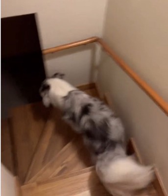 階段を降りる犬