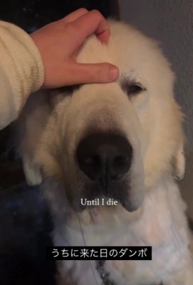 保護当時のダンボちゃん