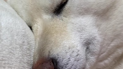 まるで人間みたいな寝姿