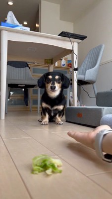 手を差し出す飼い主を見つめる犬