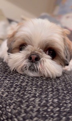 赤ちゃんが大好きなピコちゃん