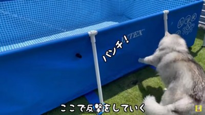 パンチを繰り出すもんちゃん