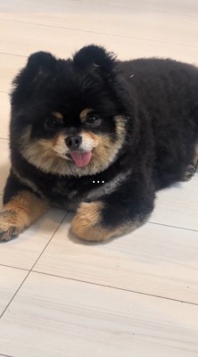 飼い主の言葉を聞いて黙る犬