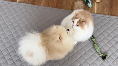 「ごめんね」「いいよ」
