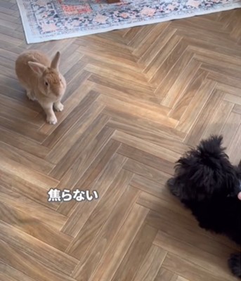うさぎに近づく犬