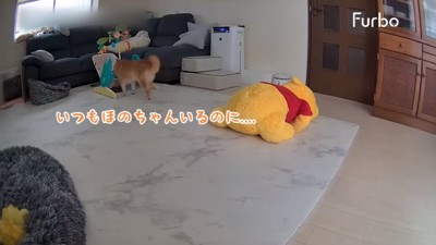 バウンサーを覗くうにちゃん