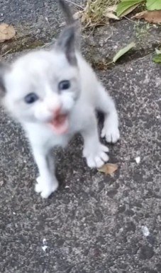 助けを求めるように鳴く