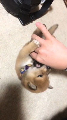 飼い主の手にじゃれつく子犬