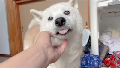 アゴを撫でられて舌を出す犬