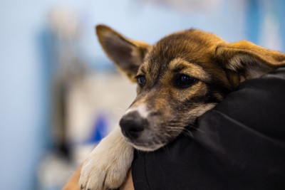 獣医師に抱っこされている犬