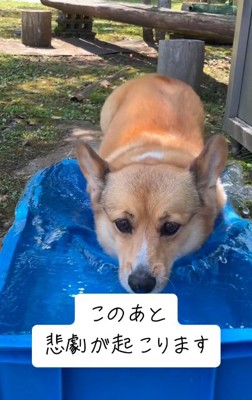 入水したぷりんちゃん