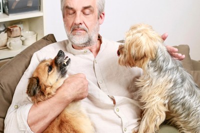 犬の喧嘩を仲裁する飼い主