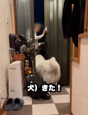 外へと出る超大型犬
