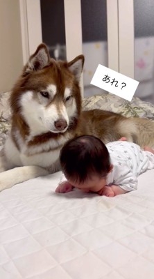 隣にいる赤ちゃんを見つめる犬