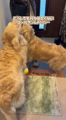 ボールを室内に向かって投げる女性