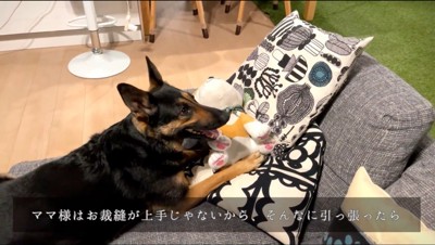 犬のぬいぐるみと一緒にソファに座る犬