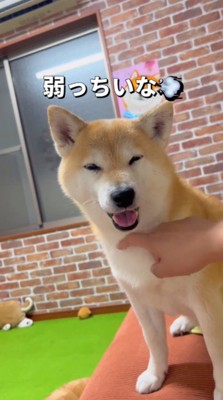 飼い主に胸元を撫でられて目を細める犬