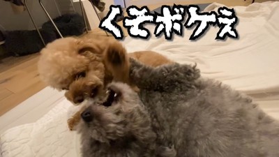 意地悪するゆずくんVS仕返しするぽん太くん7