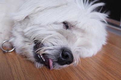 グッタリと横たわる犬