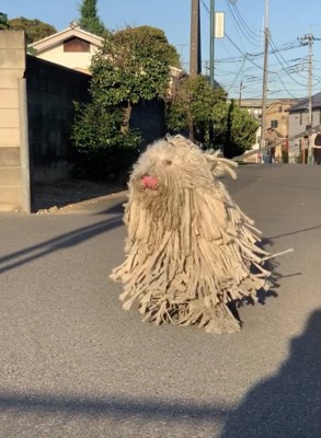 舌を出して歩く犬