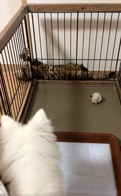 脱出するナルちゃん