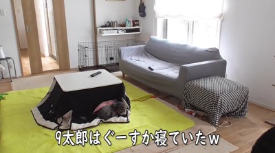 こたつ布団の上で寝る犬