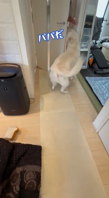 扉から入ってきた男性に駆け寄る犬