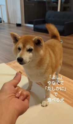 おまめちゃんのおやつタイム