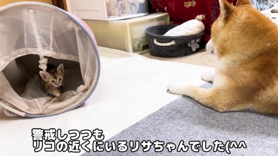 母性あふれる姿にホッコリ