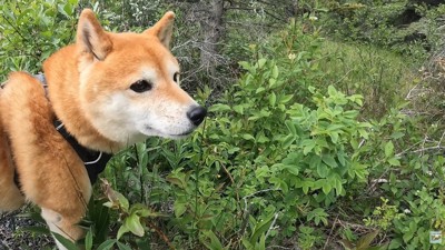 自然に囲まれて気持ち良さそう！