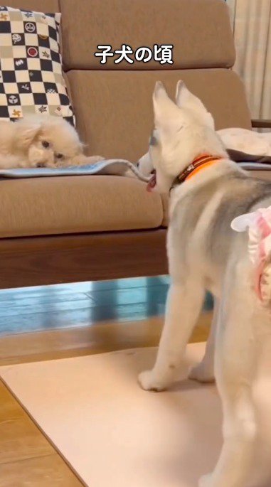 ソファでくつろいでいるトイプードルの前に立つハスキー犬