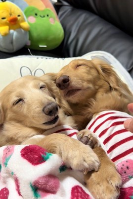 幸せそうな寝顔♪